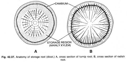 Anatomy of storage root