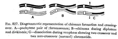 Diagrammatic representation of chiasma formation and crossing over