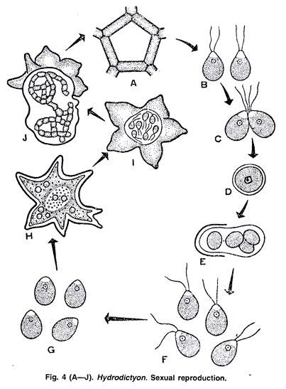 Sexual Reproduction