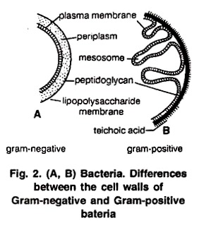 Differences between the Cell Walls of Gram Negative and Positive