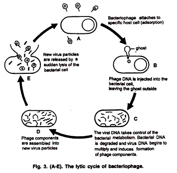 The Lytic Cycle of Bacteriophage