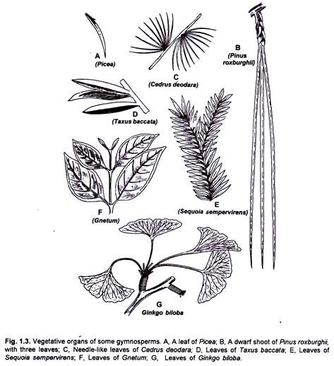 Vegetative Organs of Some Gymnosperms