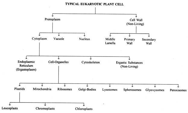 Typical Eukaryotic Plant Cell