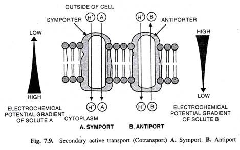 Secondary active transport