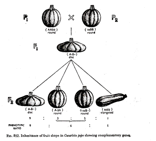 Inheritance of Fruit shape in Cucurbita pepo