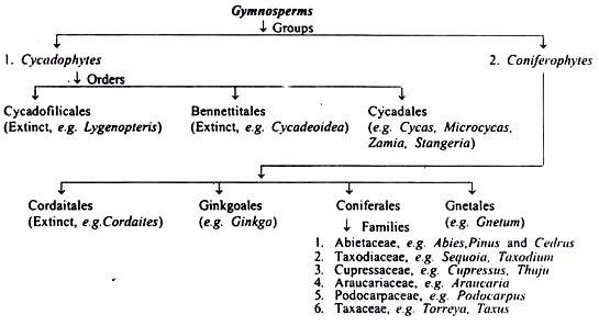 Classification of Gymnosperms by C.J. Chamberlain 