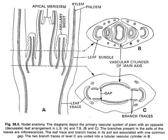 Nodal anatomy