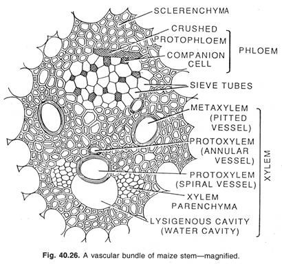 A vascular bundle of maize stem