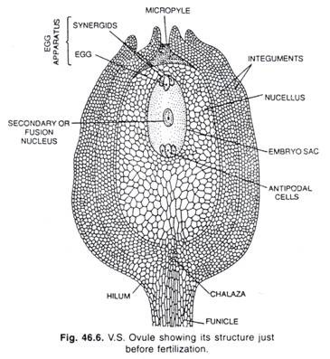 V.S. Ovule 