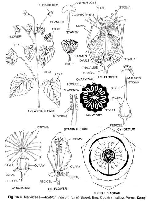 Malvaceae-Abutilon indicum