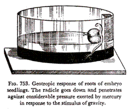 Geotropic response of roots of embryo seedlings