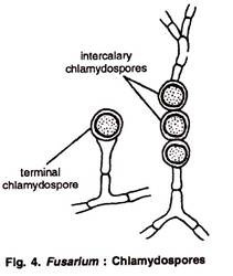 Chlamydospores