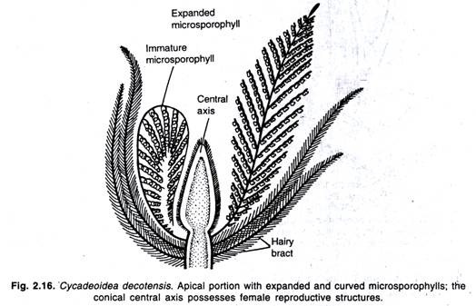 Cycadeoidea decotensis