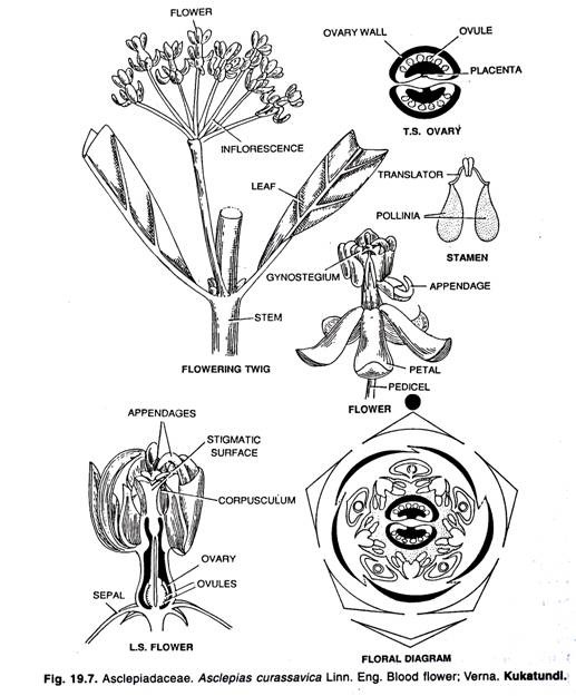 Asclepiadaceae. Asclepias curassavica Linn