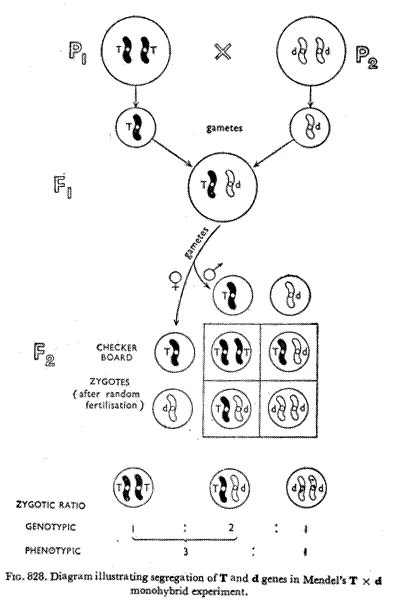 Diagram illustrating segregation of T and d genes in Mendel's T X d monohybrid experiment