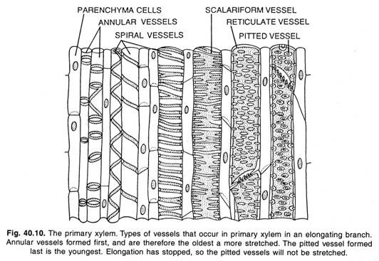 The primary xylem