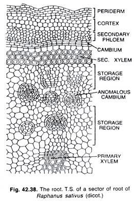 The root. T.S. of a sector of root of Raphanus sativus