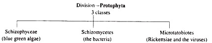 Division-Protophyta