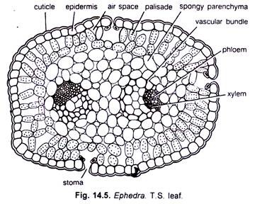 Ephedra T.S. Leaf