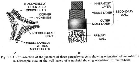 A. Cross-section and B. Telescopic view