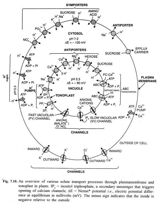 An overview of various solute transport processes