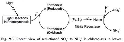 Recent view of reduction of No to NH+ in chloroplasts in leaves