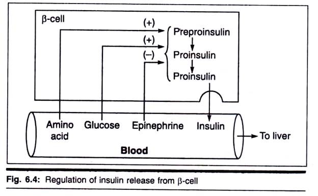 Regulation of Insulin