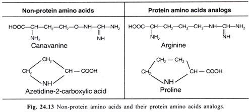 Non-Protein amino acids and their protein amino acids analogs