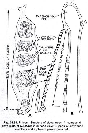 Phloem