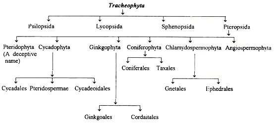 Classification of Gymnosperms by C.A. Arnold 