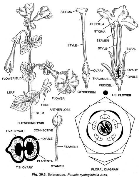 Solanaceae. Petunia nyctaginifolia Juss