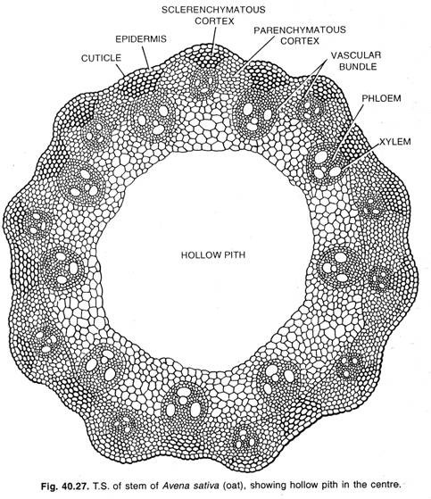 T.S. of stem of Avena sativa