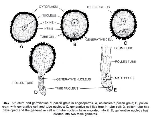 Structure and germination of pollen grain in angiosperms