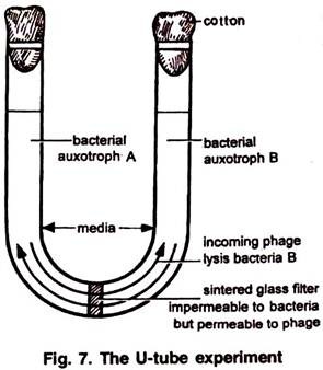 U-Tube Experiment