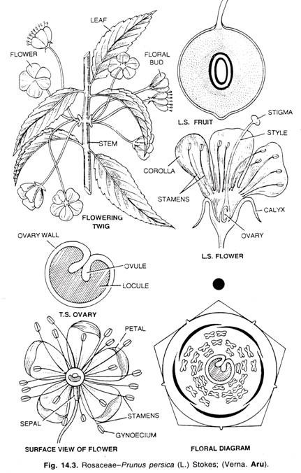 Rosaceae=Prunus persica