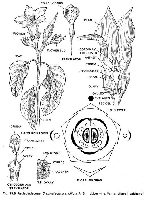 Asclepiadaceae. Cryptostegia grandiflora R