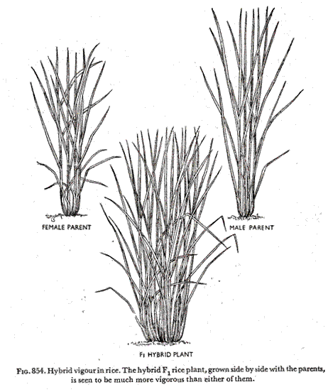 Hybrid vigour in rice