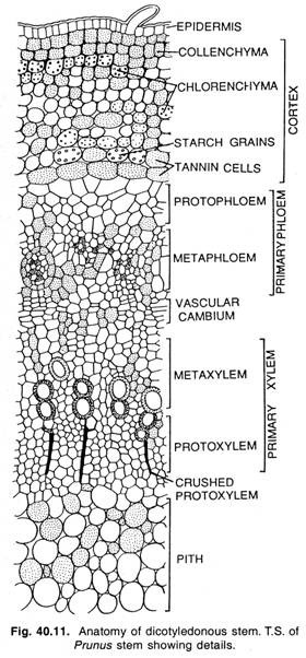 Anatomy of dicotyledonous stem