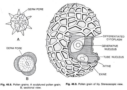 Pollen grains and Pollen grain of lily