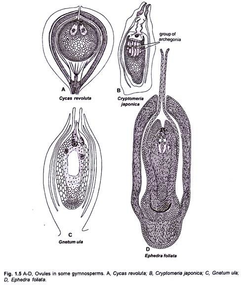 Ovules in Some Gymnosperms