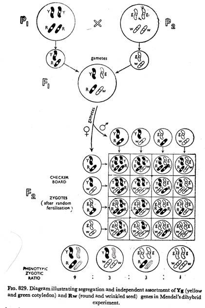 Diagram illustrating segregation and independent assortment of Yg and Rw genes in Mendel's dihybrid experiment