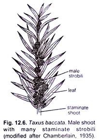 Taxus Baccata. Male Shoot