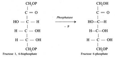 Fructose 1, 6-bisphosphate is converted into fructose 6-phosphate 