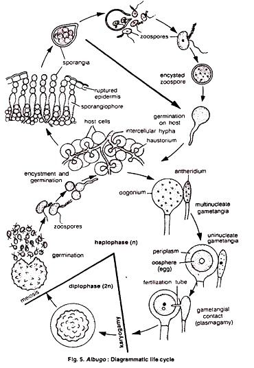 Diagrammatic Life Cycle