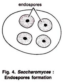 Endospores Formation