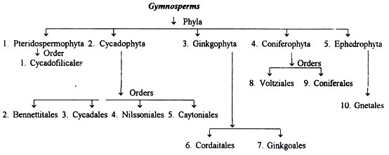 Classification of Gymnosperms by M.A. Johnson 