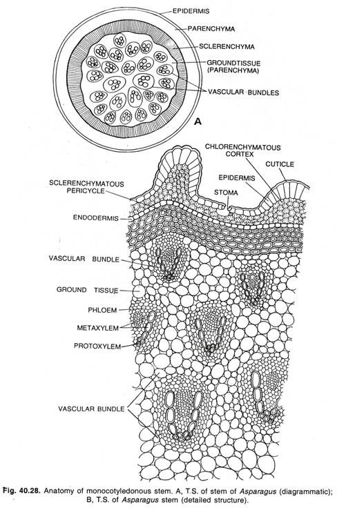 Anatomy of monocotyledonous stem