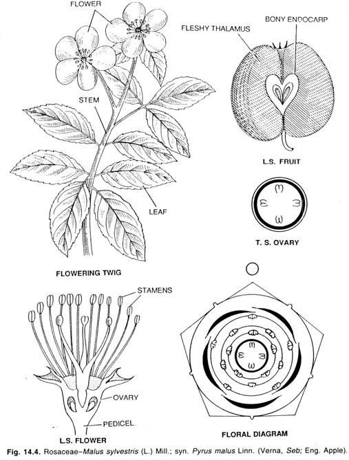 Rosaceae-Malus sylvestris