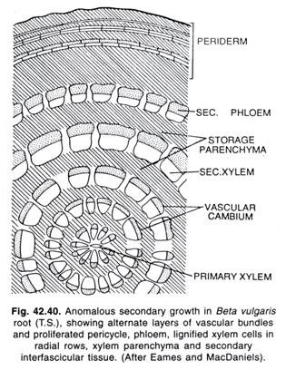 Anomalous secondary growth