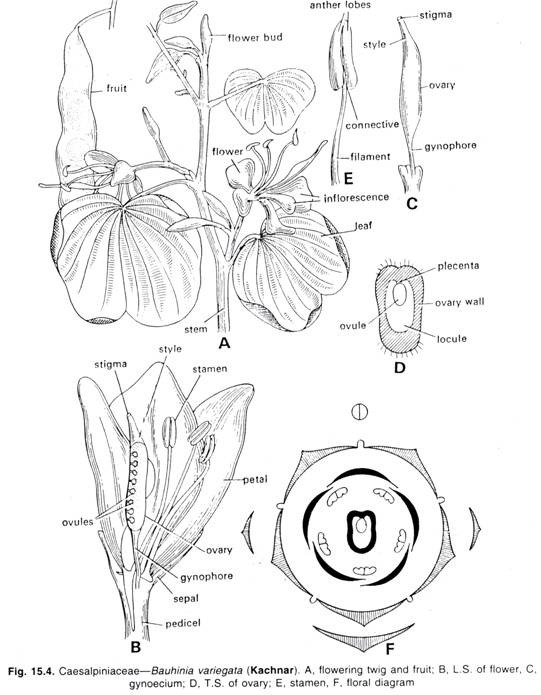 Caesalpiniaceae-Buhinia variegata